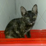 Nuong abandoned female kitten is looking for a home